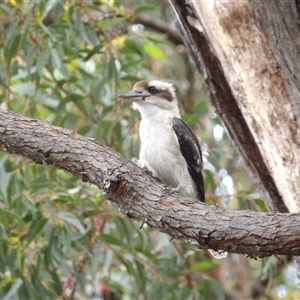 Dacelo novaeguineae at Ulladulla, NSW - 23 Jan 2025 02:29 PM