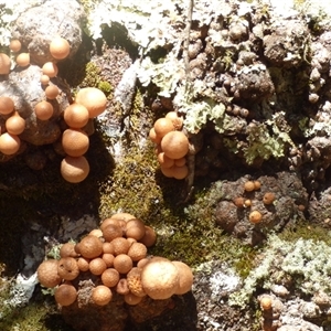 Unidentified Uncategorised Fungi at Central Plateau, TAS by VanessaC