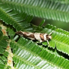 Macrobathra desmotoma ( A Cosmet moth) at Macgregor, ACT - 23 Jan 2025 by AlisonMilton