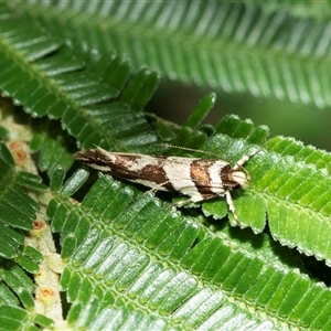 Macrobathra desmotoma ( A Cosmet moth) at Macgregor, ACT by AlisonMilton