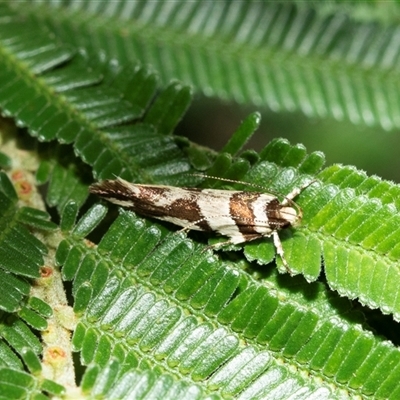 Macrobathra desmotoma ( A Cosmet moth) at Macgregor, ACT - 23 Jan 2025 by AlisonMilton