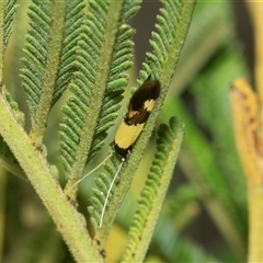 Opogona comptella (A fungus moth) at Macgregor, ACT - 23 Jan 2025 by AlisonMilton