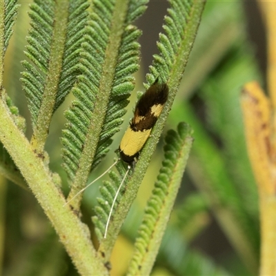 Opogona comptella (A fungus moth) at Macgregor, ACT - 24 Jan 2025 by AlisonMilton
