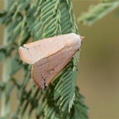 Mataeomera mesotaenia (Large Scale Moth) at Macgregor, ACT - 24 Jan 2025 by AlisonMilton