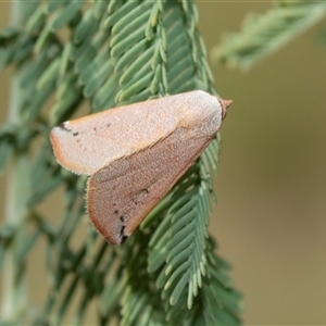 Mataeomera mesotaenia (Large Scale Moth) at Macgregor, ACT by AlisonMilton