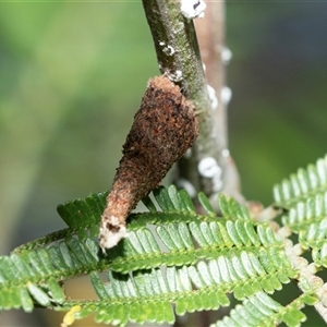 Conoeca or Lepidoscia (genera) IMMATURE (Unidentified Cone Case Moth larva, pupa, or case) at Macgregor, ACT by AlisonMilton