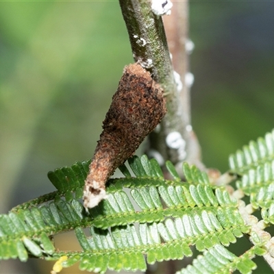 Conoeca or Lepidoscia (genera) IMMATURE (Unidentified Cone Case Moth larva, pupa, or case) at Macgregor, ACT - 24 Jan 2025 by AlisonMilton