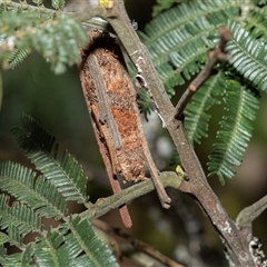 Trigonocyttara clandestina (Less-stick Case Moth) at Macgregor, ACT - 23 Jan 2025 by AlisonMilton