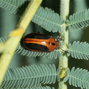 Calomela curtisi (Acacia leaf beetle) at Macgregor, ACT by AlisonMilton