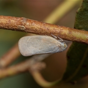 Anzora unicolor (Grey Planthopper) at Macgregor, ACT by AlisonMilton