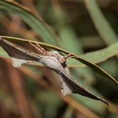 Circopetes obtusata (Grey Twisted Moth) at Macgregor, ACT - 24 Jan 2025 by AlisonMilton