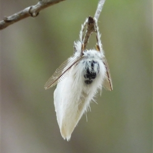 Acyphas (genus) at Mount Stuart, TAS - 23 Jan 2025 05:18 PM