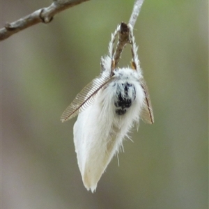 Acyphas chionitis at Mount Stuart, TAS by VanessaC