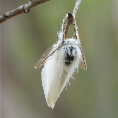 Acyphas semiochrea at Mount Stuart, TAS - 23 Jan 2025 by VanessaC