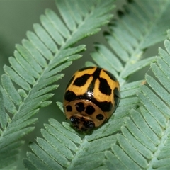 Peltoschema oceanica (Oceanica leaf beetle) at Macgregor, ACT - 23 Jan 2025 by AlisonMilton