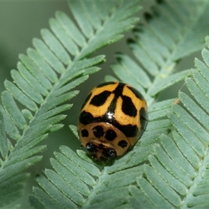 Peltoschema oceanica (Oceanica leaf beetle) at Macgregor, ACT by AlisonMilton