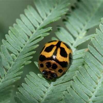 Peltoschema oceanica (Oceanica leaf beetle) at Macgregor, ACT - 23 Jan 2025 by AlisonMilton