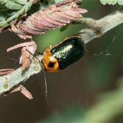 Aporocera (Aporocera) consors (A leaf beetle) at Macgregor, ACT - 23 Jan 2025 by AlisonMilton