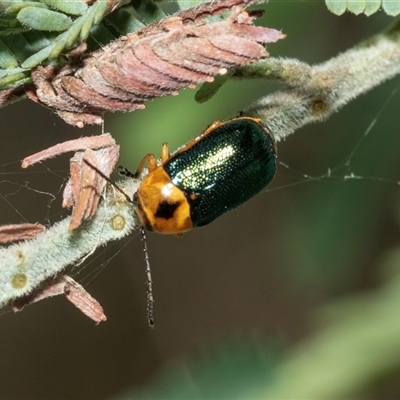 Aporocera (Aporocera) consors (A leaf beetle) at Macgregor, ACT - 24 Jan 2025 by AlisonMilton