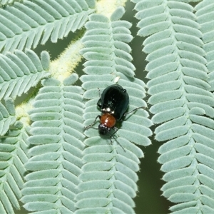 Adoxia benallae (Leaf beetle) at Macgregor, ACT by AlisonMilton