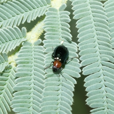 Adoxia benallae (Leaf beetle) at Macgregor, ACT - 23 Jan 2025 by AlisonMilton