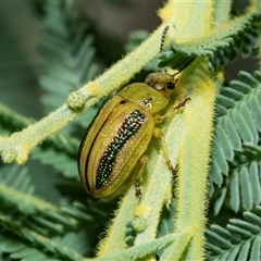 Calomela juncta (Leaf beetle) at Macgregor, ACT - 23 Jan 2025 by AlisonMilton