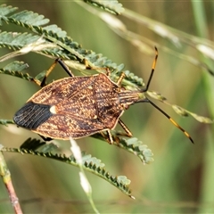 Poecilometis strigatus (Gum Tree Shield Bug) at Macgregor, ACT - 23 Jan 2025 by AlisonMilton