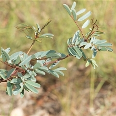 Indigofera australis subsp. australis (Australian Indigo) at Macgregor, ACT - 23 Jan 2025 by AlisonMilton