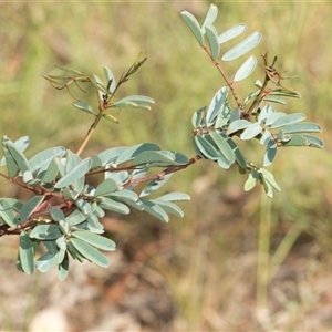 Indigofera australis subsp. australis (Australian Indigo) at Macgregor, ACT by AlisonMilton