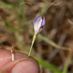 Wahlenbergia sp. (Bluebell) at Macgregor, ACT - 23 Jan 2025 by AlisonMilton