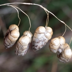 Briza maxima (Quaking Grass, Blowfly Grass) at Macgregor, ACT - 24 Jan 2025 by AlisonMilton