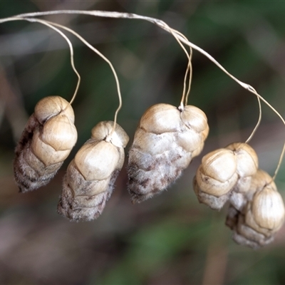 Briza maxima (Quaking Grass, Blowfly Grass) at Macgregor, ACT - 24 Jan 2025 by AlisonMilton
