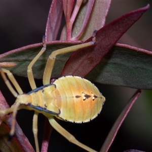 Amorbus sp. (genus) (Eucalyptus Tip bug) at Macgregor, ACT by AlisonMilton