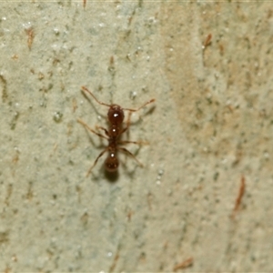 Myrmicinae (subfamily) at Macgregor, ACT by AlisonMilton