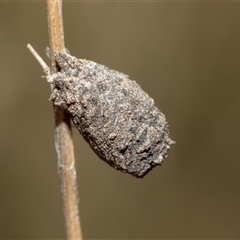 Aporocera sp. (genus) (Unidentified Aporocera leaf beetle) at Macgregor, ACT - 24 Jan 2025 by AlisonMilton