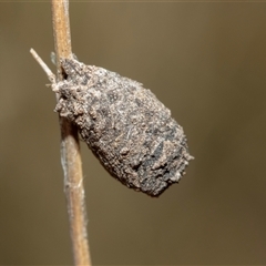 Aporocera sp. (genus) (Unidentified Aporocera leaf beetle) at Macgregor, ACT - 23 Jan 2025 by AlisonMilton