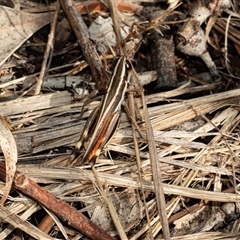 Macrotona australis (Common Macrotona Grasshopper) at Macgregor, ACT - 23 Jan 2025 by AlisonMilton