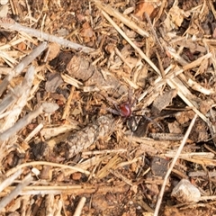 Habronestes sp. (genus) (An ant-eating spider) at Macgregor, ACT - 23 Jan 2025 by AlisonMilton