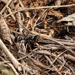 Myrmecia sp., pilosula-group (Jack jumper) at Macgregor, ACT - 24 Jan 2025 by AlisonMilton