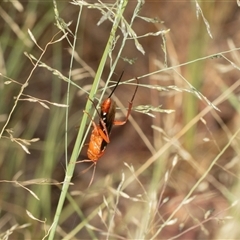 Lissopimpla excelsa (Orchid dupe wasp, Dusky-winged Ichneumonid) at Macgregor, ACT - 23 Jan 2025 by AlisonMilton