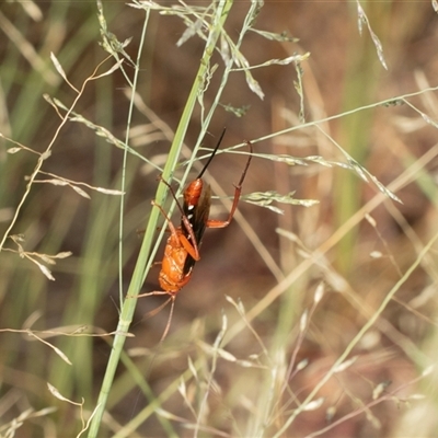 Lissopimpla excelsa (Orchid dupe wasp, Dusky-winged Ichneumonid) at Macgregor, ACT - 24 Jan 2025 by AlisonMilton