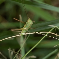 Conocephalus semivittatus (Meadow katydid) at Macgregor, ACT - 23 Jan 2025 by AlisonMilton