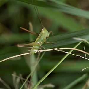 Conocephalus semivittatus at Macgregor, ACT - 24 Jan 2025 08:23 AM