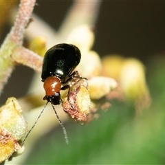 Adoxia benallae (Leaf beetle) at Macgregor, ACT - 23 Jan 2025 by AlisonMilton