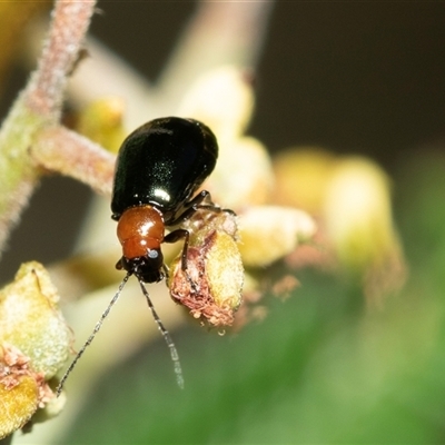 Adoxia benallae (Leaf beetle) at Macgregor, ACT - 23 Jan 2025 by AlisonMilton