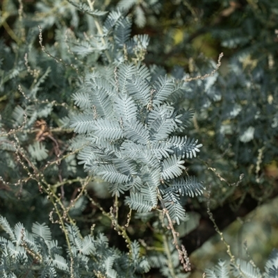 Acacia baileyana (Cootamundra Wattle, Golden Mimosa) at Macgregor, ACT - 24 Jan 2025 by AlisonMilton