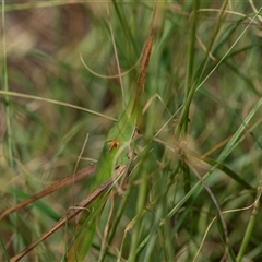 Acrida conica (Giant green slantface) at Macgregor, ACT - 24 Jan 2025 by AlisonMilton