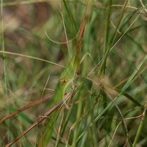 Acrida conica (Giant green slantface) at Macgregor, ACT by AlisonMilton