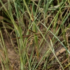 Acrida conica at Macgregor, ACT - 24 Jan 2025 08:40 AM