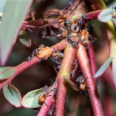 Eurymeloides bicincta (Gumtree hopper) at Macgregor, ACT - 23 Jan 2025 by AlisonMilton